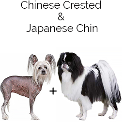 Crested Chin Dog
